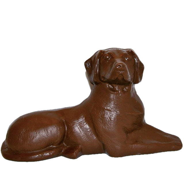 Chocolate lab sales