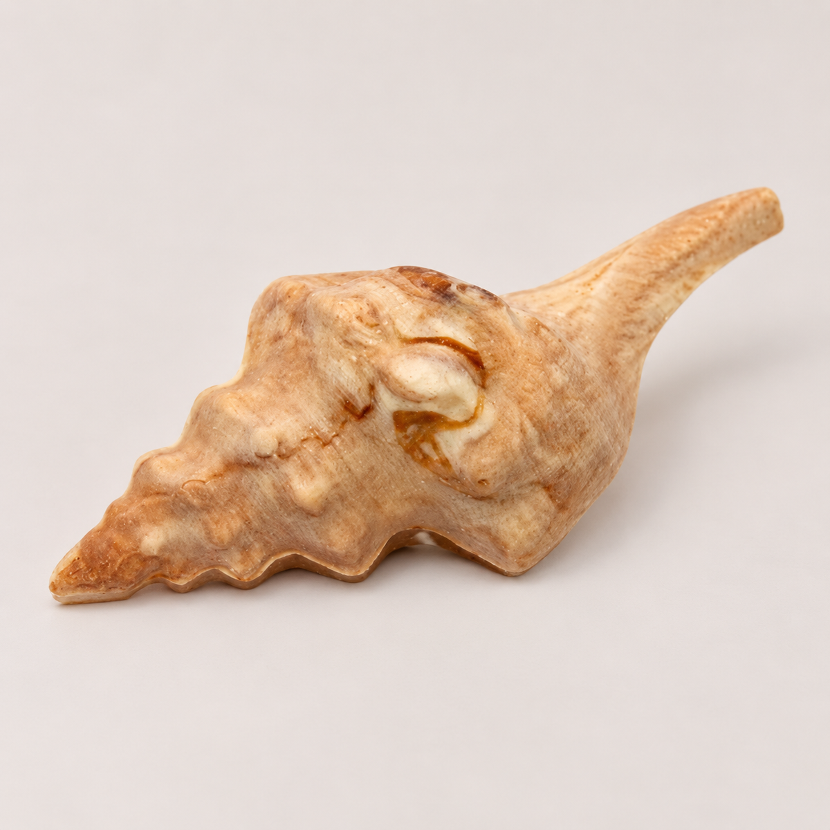 Conch Shell