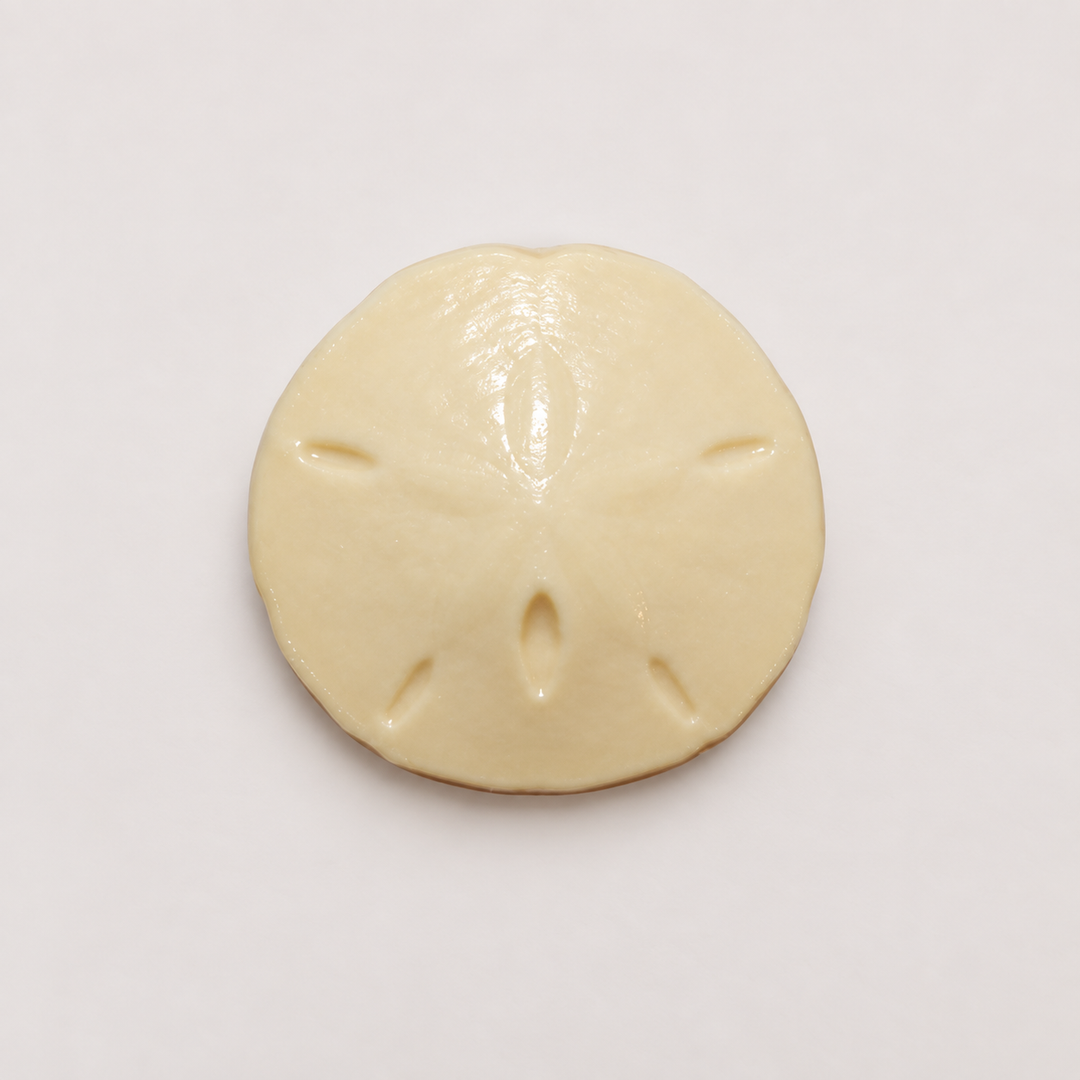 Sand Dollar