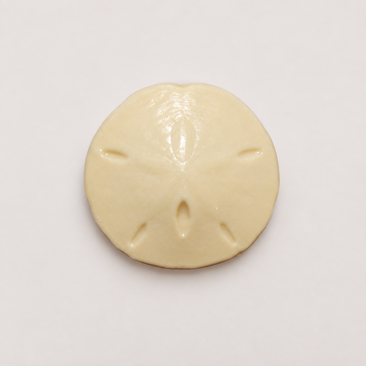 Sand Dollar