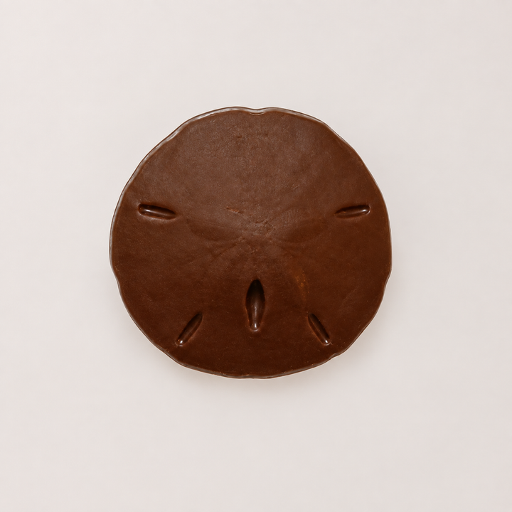 Sand Dollar